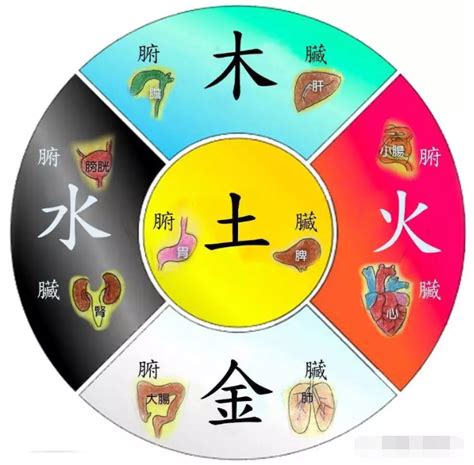 木火土金水肝心脾肺腎|中醫理論：五臟六腑與五行陰陽關係